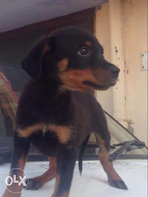 Rottweiler male puppy 50 days