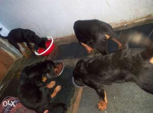 Rottweiler puppy available lot 2 pair