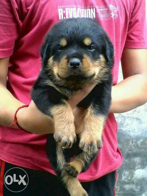 Rottweiler puppy pup dog roitweller rott rotweler best