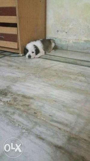 Saint Bernard female puppy for sale.pure breed