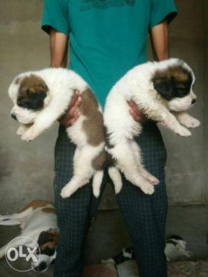 Saintbarnad Puppy sell top Quality Puppy sell