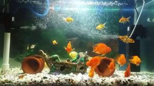 School Of Orange Fish