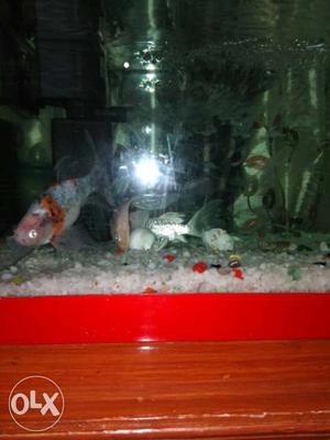 School Of Pet Fish With Red Frame Fish Tank