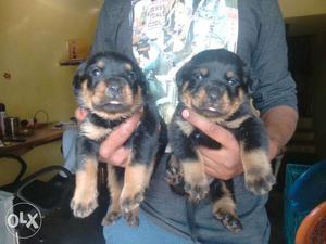 Security purposes RottweilerPuppy available male
