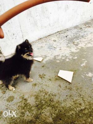 Sell my 2mnths female culture pom