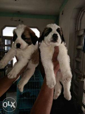 Sell saintbarnad Puppy sell top Quality Puppy