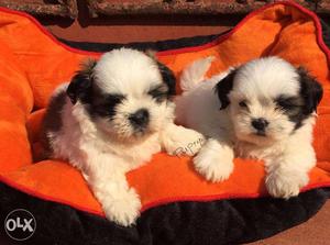 Shih Tzu puppy/dog for sale find a cuttie pie in dogs