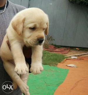 Show Quality Labrador Puppies Available Mother &