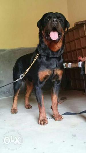 Show line large head Rottweiler male