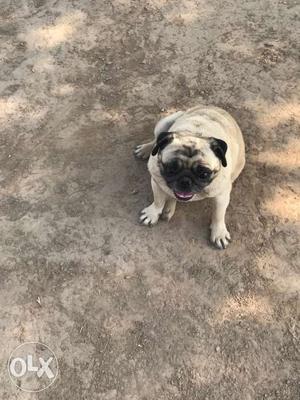 Show quality Fawn Pug female at very low price under nose