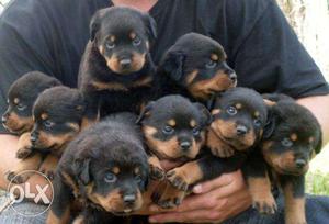 Show quality Rottweiler male and female puppy