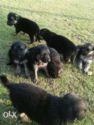 Show quality healthy active double coted Gsd
