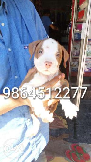Show quality pittbull Puppy in ready stock