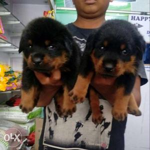 Show quality rottweiler puppies available