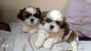 Show quality shih tzu puppies available