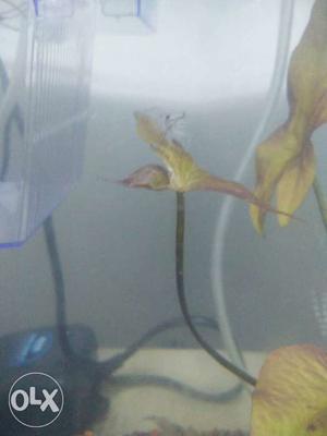 Shrimps male and female for 60 rupees