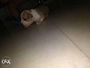Small Size White And Brown Short Coated Puppy