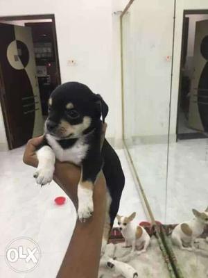 Smooth-coated Black Tricolor Puppy