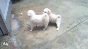 Spitz pups available