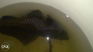 Sukker cat fish big size for selling