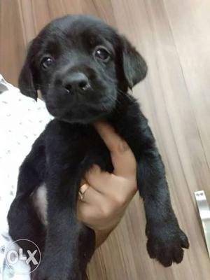 Super quality Labrador black puppy at PETZOO