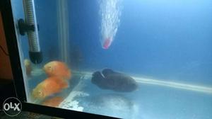 Three Black And Orange Pet Fishes