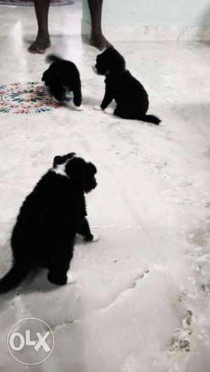 Three Black-and-white Border Collie Puppies