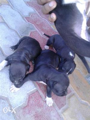 Three Black-and-white Short Coated Puppies