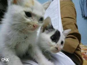 Three White-black Kittens