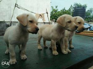 Three Yellow Labrador Retriever Puppy Litter