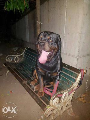 Top Quality Rotweiler puppies for sale Male  & female