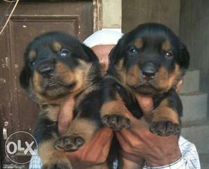 Top quality Rott puppy available for sell