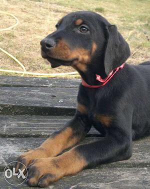 Top quality healthy beautiful Doberman female