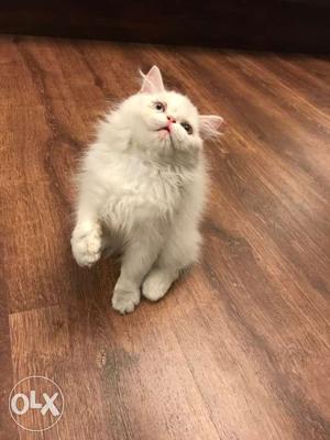Top quality persian cat with odd eyes 3 months old