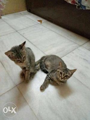 Two Gray Semi Persian Kittens