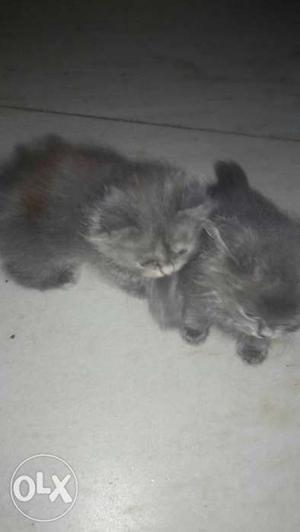 Two Grey Short Fur Kittens