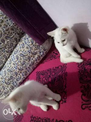 Two Semi Persian Kittens 2 Months Urgent Sale vacined, vacc