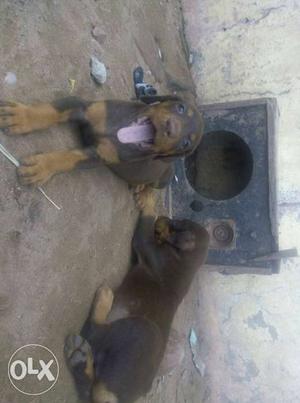 Two Short-coated Mahogany Puppies