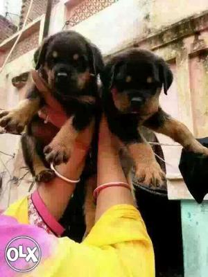 Ujjain: Boxer"beagle" All Puppeis Kitten & Cash