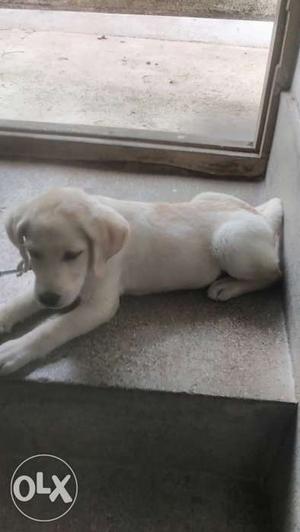Very active female 2 month old lab for sale..