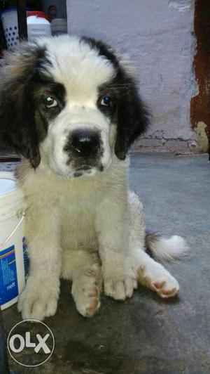 Very hevy bone saitbrend for sell champion line