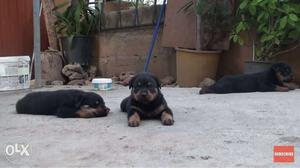 Very super duper rottweiler nd other all breed pup's