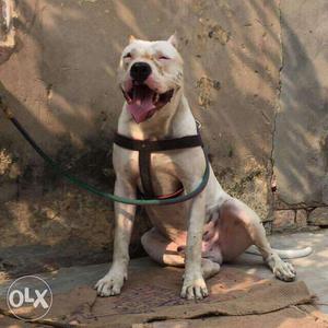 White American Pit Bull Terrier Dog