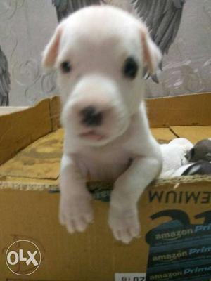 White American pitbull Puppy