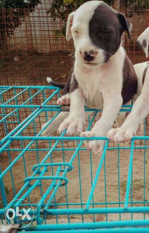 White And Black Pit Bull Terrier Puppy