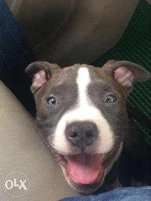 White And Brown American Pitbull