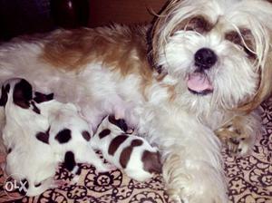 White And Brown Shih Tzu Dog With Puppy Litter