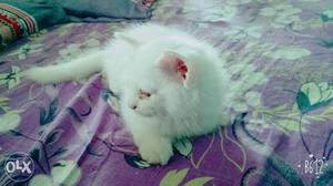 White Persian cat wid blue eye