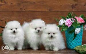 ++White.Pomeranian Puppies++ avable pure breed