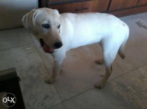 White Short Coated lab for sale